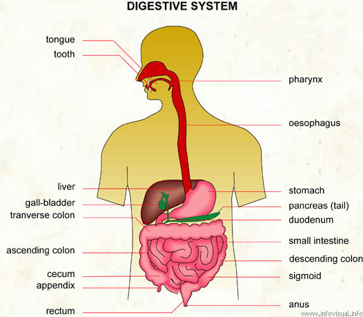 Digestive system  (Visual Dictionary)
